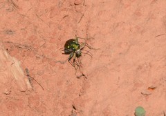 Cicindela splendida