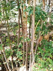 Nandina domestica