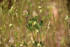 Trifolium bifidum