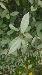 Elaeagnaceae
