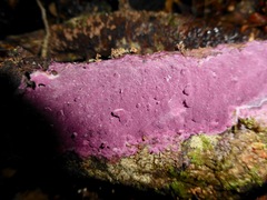 Byssomerulius psittacinus