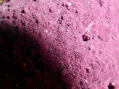 Byssomerulius psittacinus