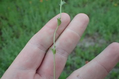Triodanis biflora