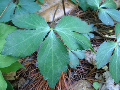 Sanicula smallii