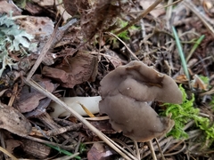 Helvella compressa