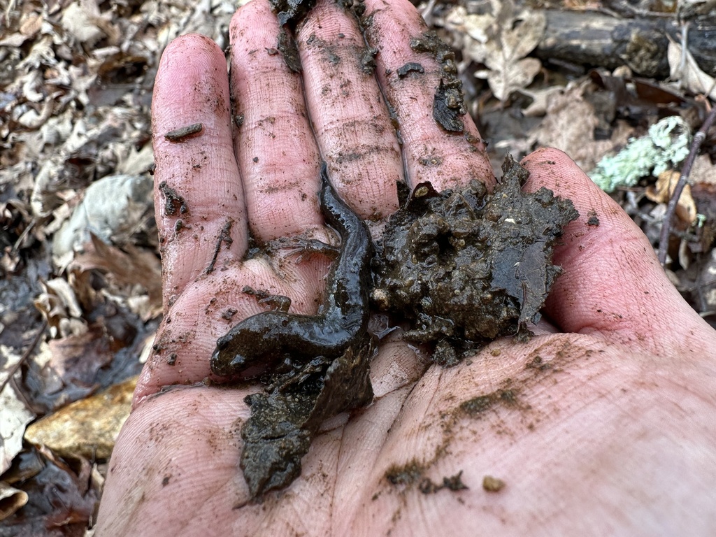 Dusky Salamanders from Fire Tower Rd, Hendersonville, NC, US on March ...