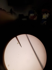 Pediastrum duplex