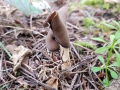 Helvella compressa