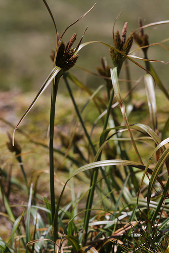 Carex thouarsii