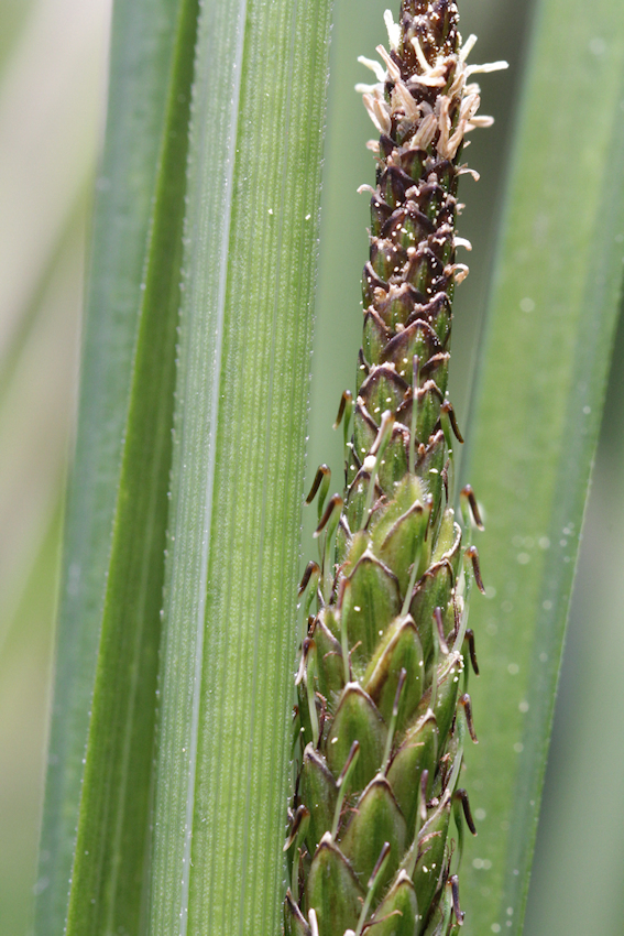 Carex brevicaulis