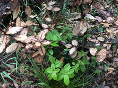 Notholithocarpus densiflorus densiflorus