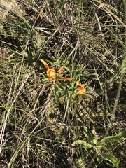 Castilleja lindheimeri