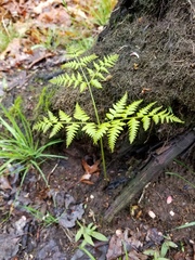 Pteridium aquilinum