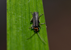 Cyrtomoptera divisa