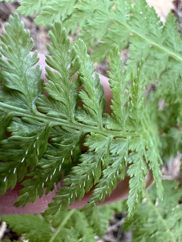 Athyrium microphyllum observed 2024-03-22