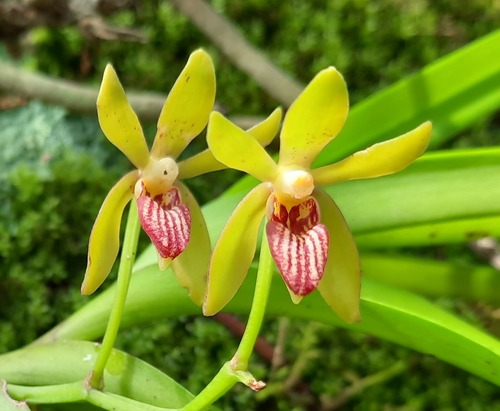 Vanda griffithii