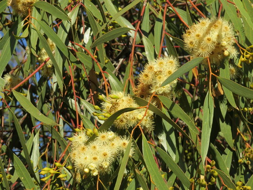 Image of Eucalyptus ochrophloia by (c) ian_mcallan, some rights reserved (CC BY)