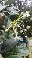 Posoqueria latifolia