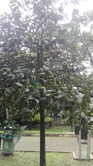 Posoqueria latifolia
