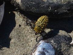 Julodis cirrosa