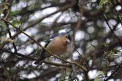 Canary Islands Chaffinch