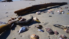 Julodis cirrosa