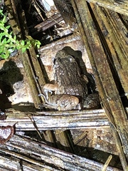 Adenomera hylaedactyla