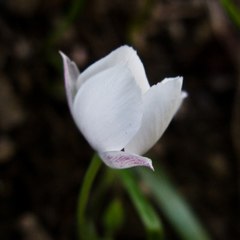 Calochortus umbellatus