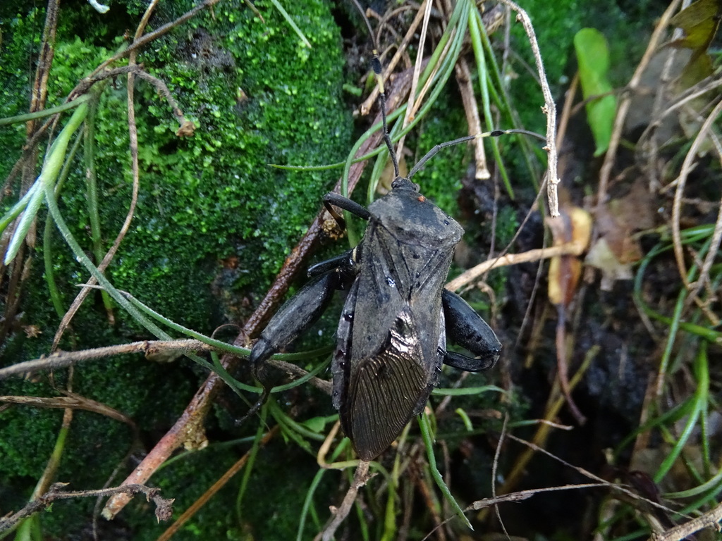 Pachylis laticornis