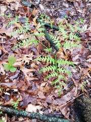 Pteridium aquilinum