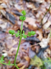 Pteridium aquilinum
