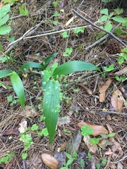 Dichanthelium latifolium