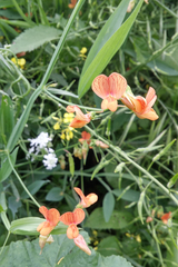 Lathyrus hierosolymitanus