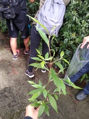 Callicarpa randaiensis
