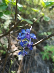 Delphinium madrense