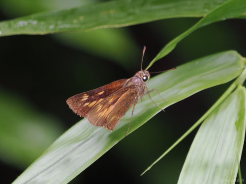 Prusiana prusias (Felder, 1861)