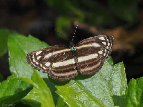 Pantoporia dama (Moore, 1858)