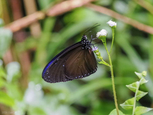 Euploea mulciber (Cramer, 1777)