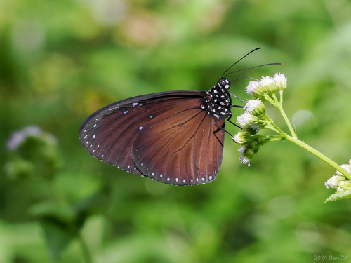 Euploea mulciber (Cramer, 1777)