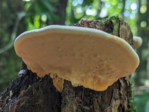 Rigidoporus microporus