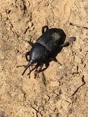 Scyphophorus yuccae