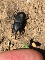 Scyphophorus yuccae