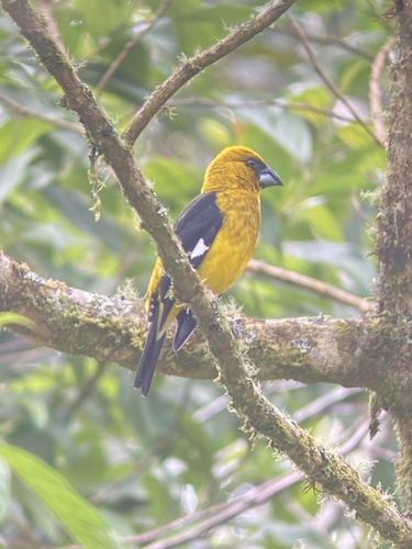 Black-thighed Grosbeak (Pheucticus tibialis), photo 5