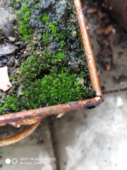 Aulacomnium androgynum