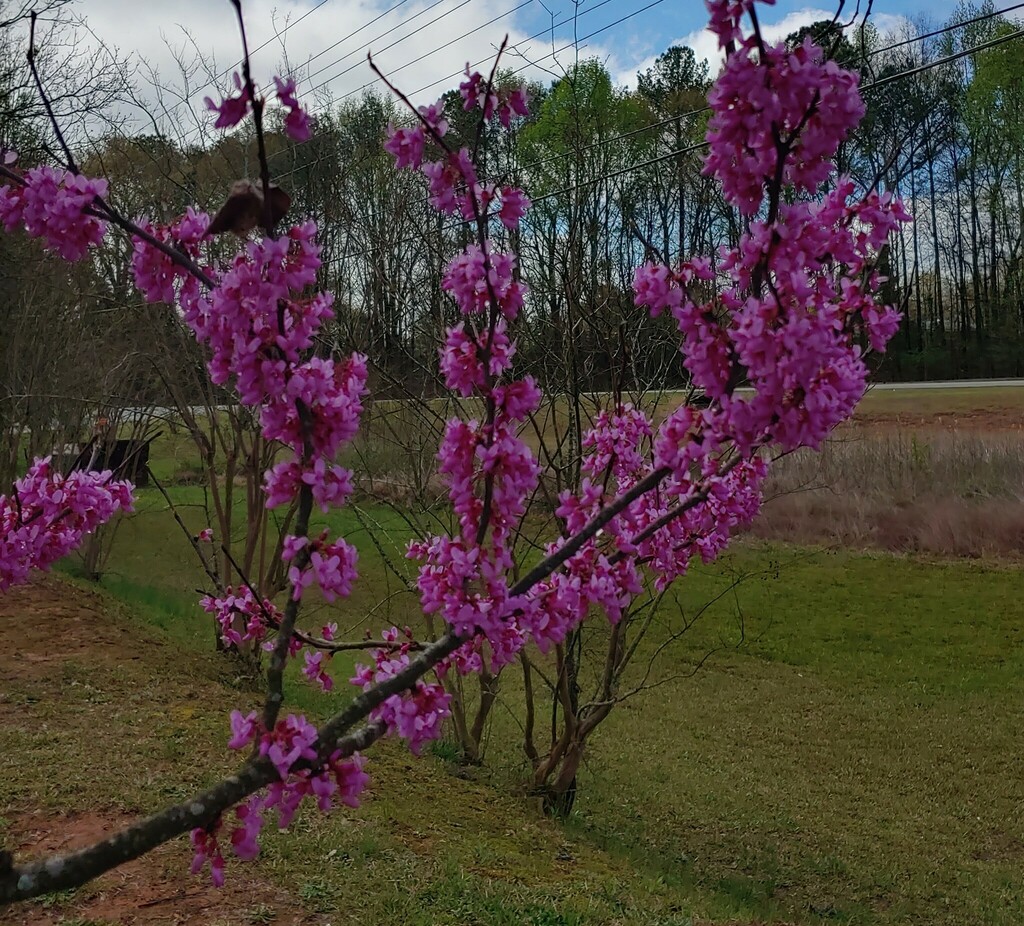 eastern redbud from Mountain Park, GA, USA on March 27, 2024 at 1132