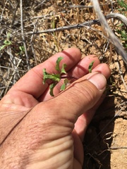 Acanthomintha ilicifolia