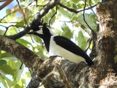 Cyanocorax dickeyi