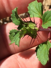 Acanthomintha ilicifolia