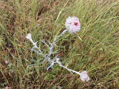 Cirsium occidentale occidentale