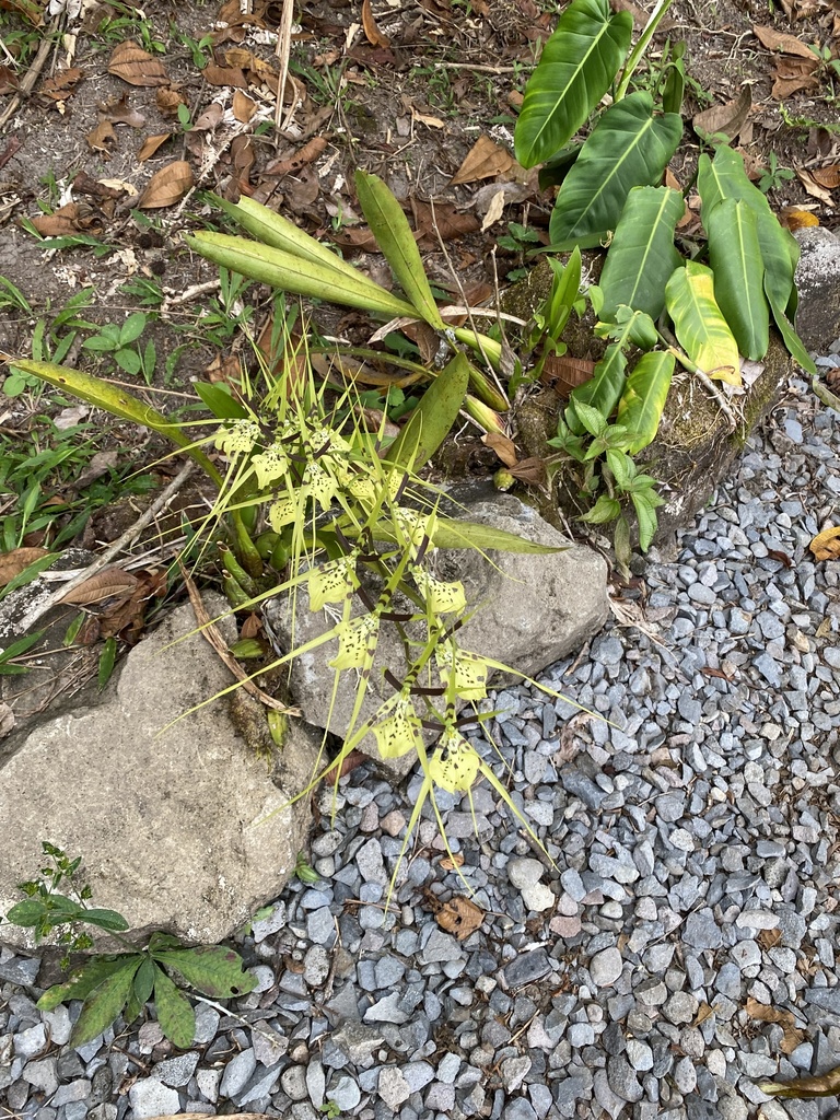 Brassia gireoudiana
